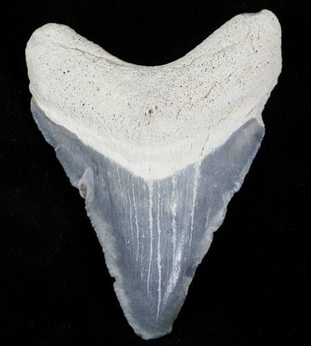 Bargain Bone Valley Megalodon Tooth #21567